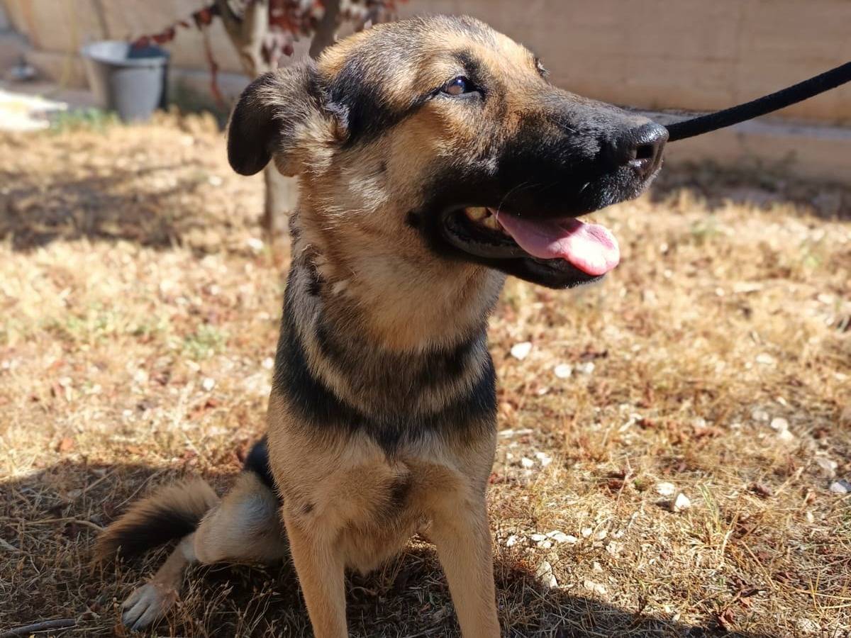 Adozione cane, femmina, Pastore tedesco Razza sconosciuta, 2 anni e 5 mesi, taglia media, Bergamo