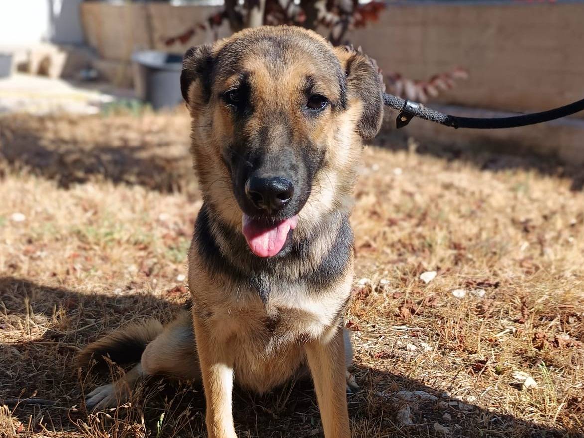 Adotta un cane, femmina, 2 anni e 5 mesi, Bergamo