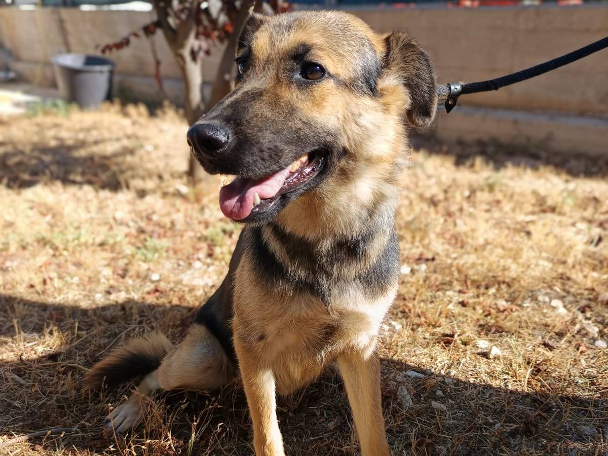 Adotta un cane, taglia media, femmina, Bergamo