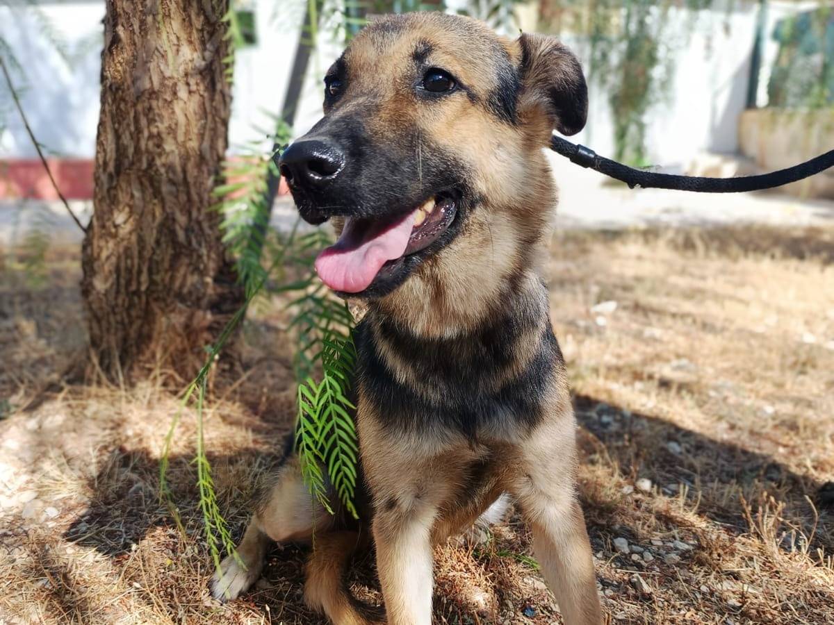 Vuoi adottare un cane a Bergamo?