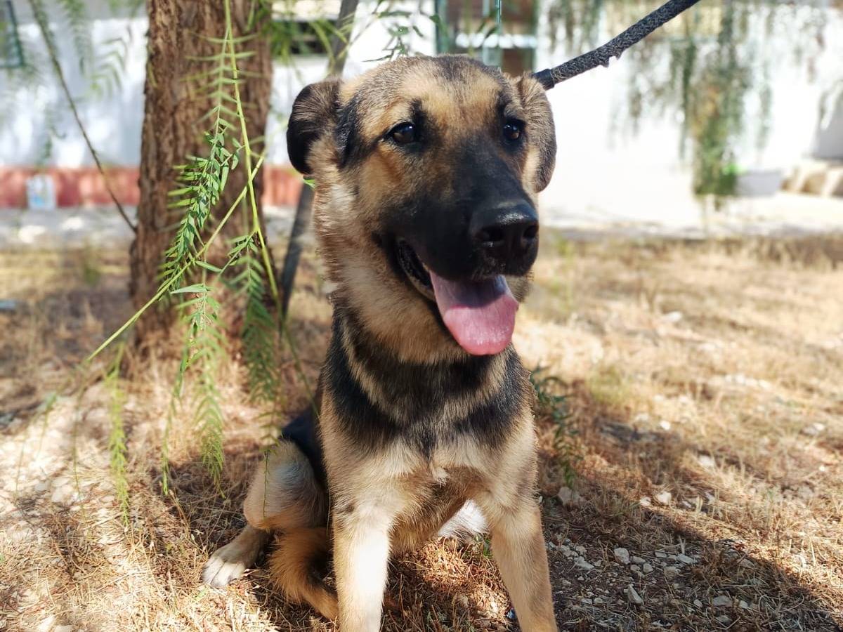 Adotta il cane Noa a Bergamo