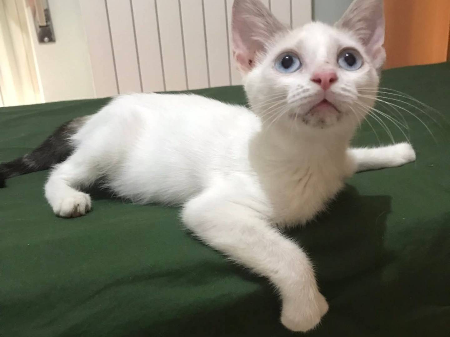 Adozione gatto, femmina, Razza sconosciuta Razza sconosciuta, 1 mesi, taglia non valida, Latina
