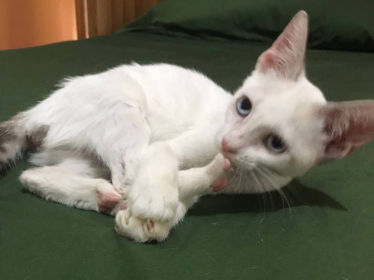 Adotta un gatto, femmina, 1 mesi, Latina