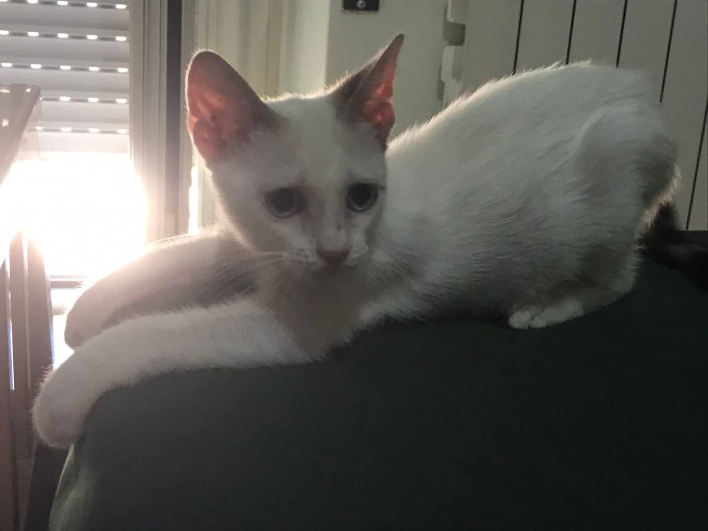 Vuoi adottare un gatto a Latina?