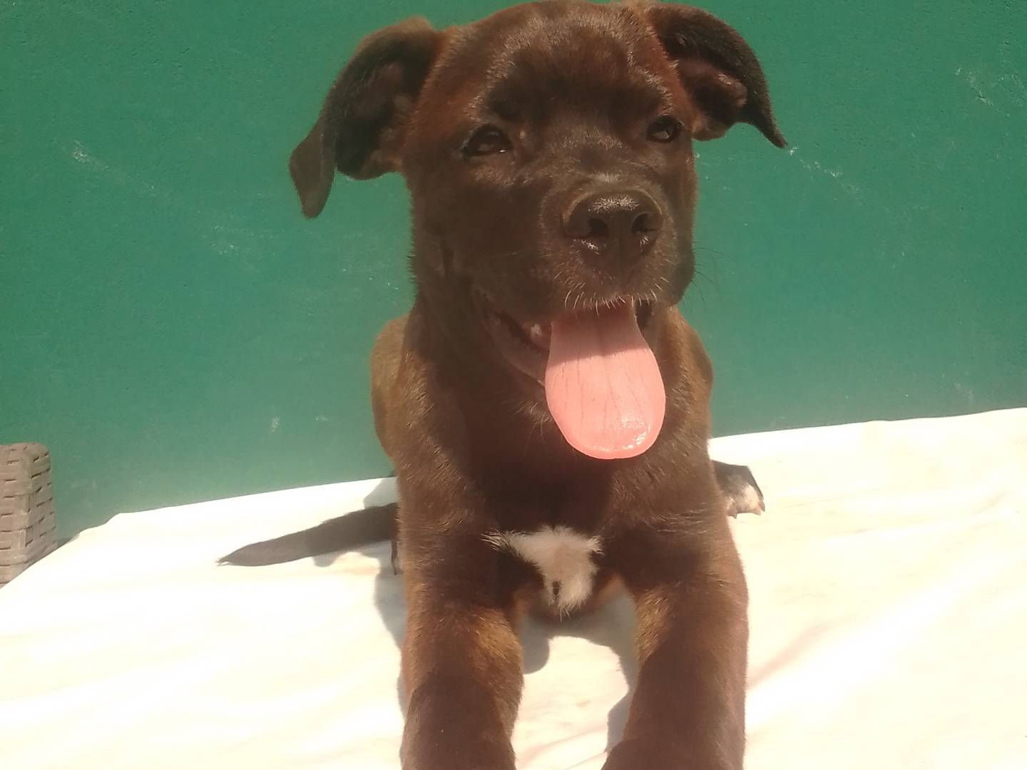 Adozione cane, femmina, Razza sconosciuta Razza sconosciuta, 4 mesi, taglia grande, Padova