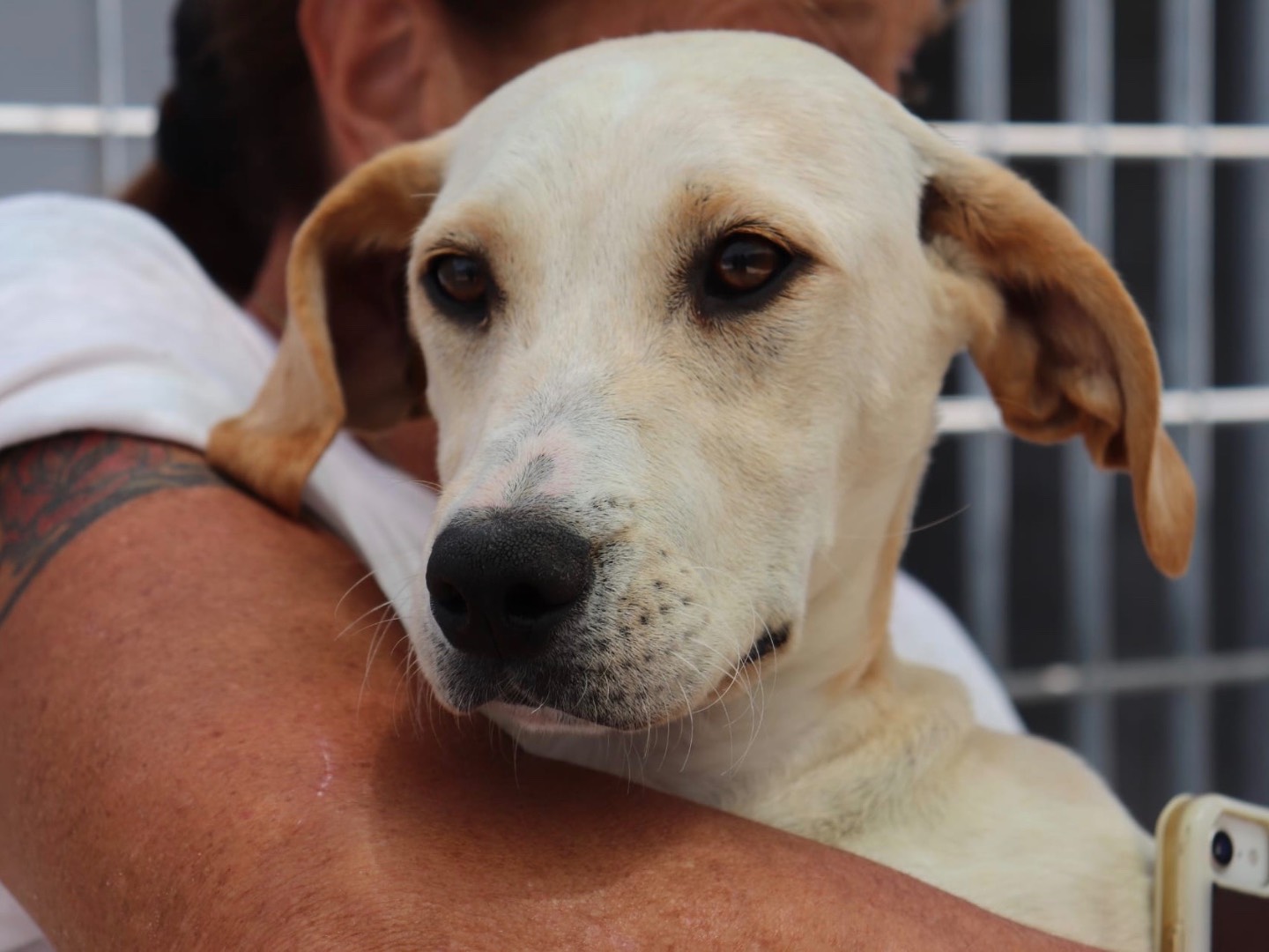 Adozione cane, femmina, Razza sconosciuta Razza sconosciuta, 6 mesi, taglia media contenuta, Sud