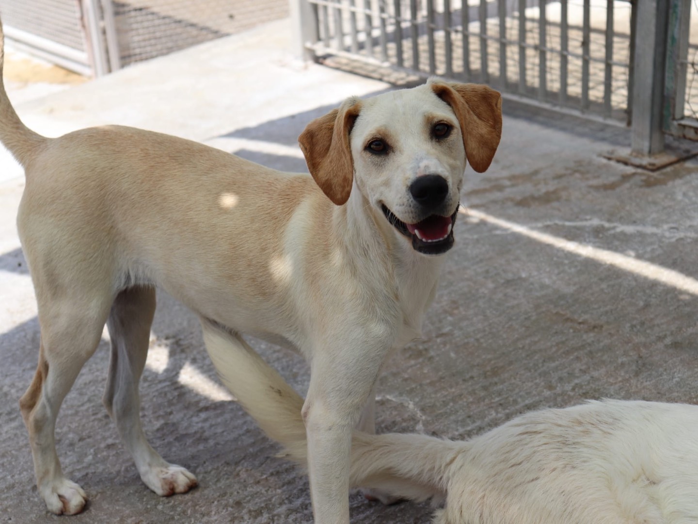 Adotta un cane, femmina, 6 mesi, Sud