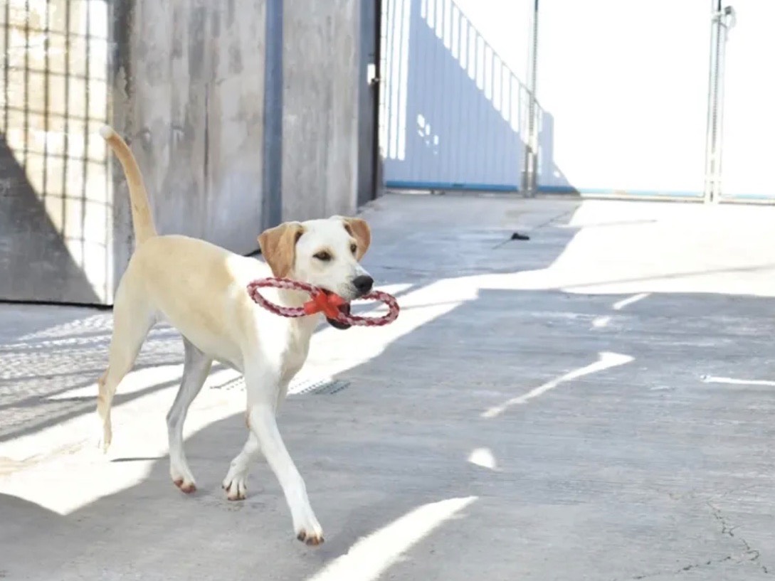 Adotta un cane, taglia media contenuta, femmina, Sud