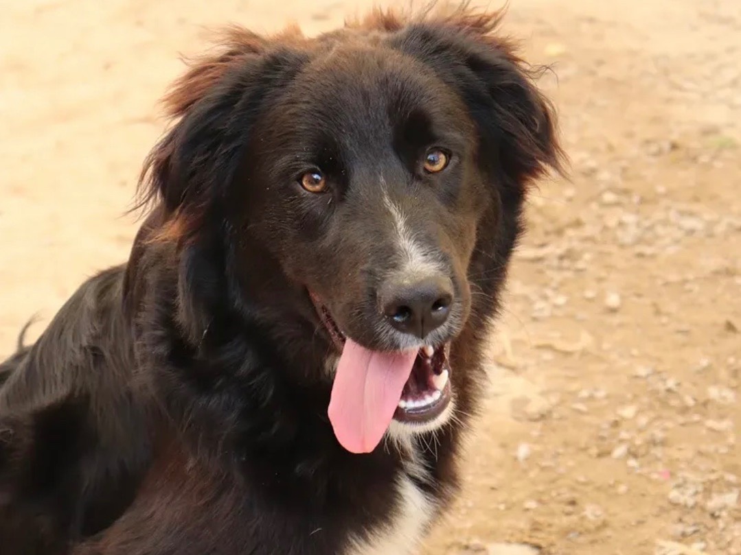 Adozione cane, maschio, Razza sconosciuta Razza sconosciuta, 9 mesi, taglia media, Sud