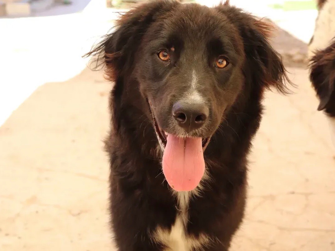 Adotta un cane, maschio, 9 mesi, Sud