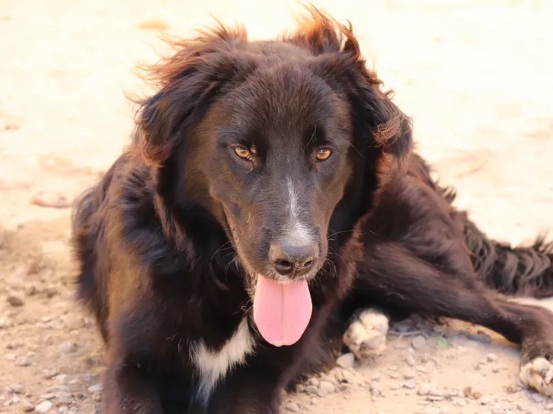Adotta un cane, taglia media, maschio, Sud