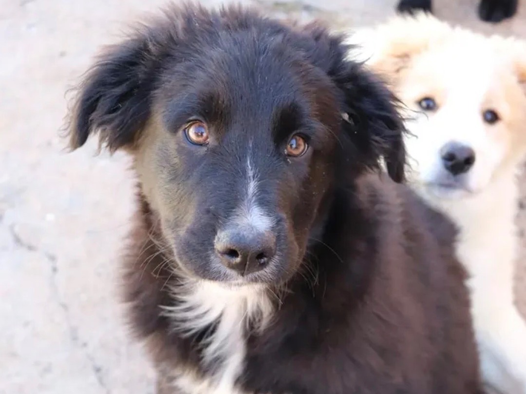 Vuoi adottare un cane a Sud?