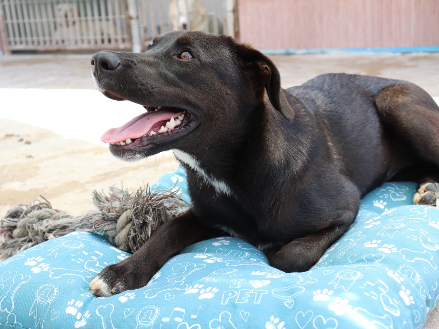 Adotta il cane Sara  a Sud