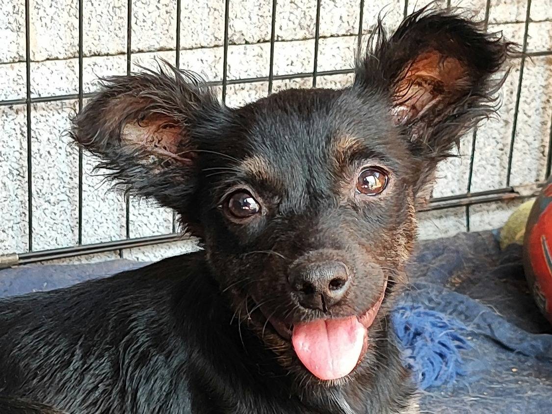 Vuoi adottare un cane a Messina?