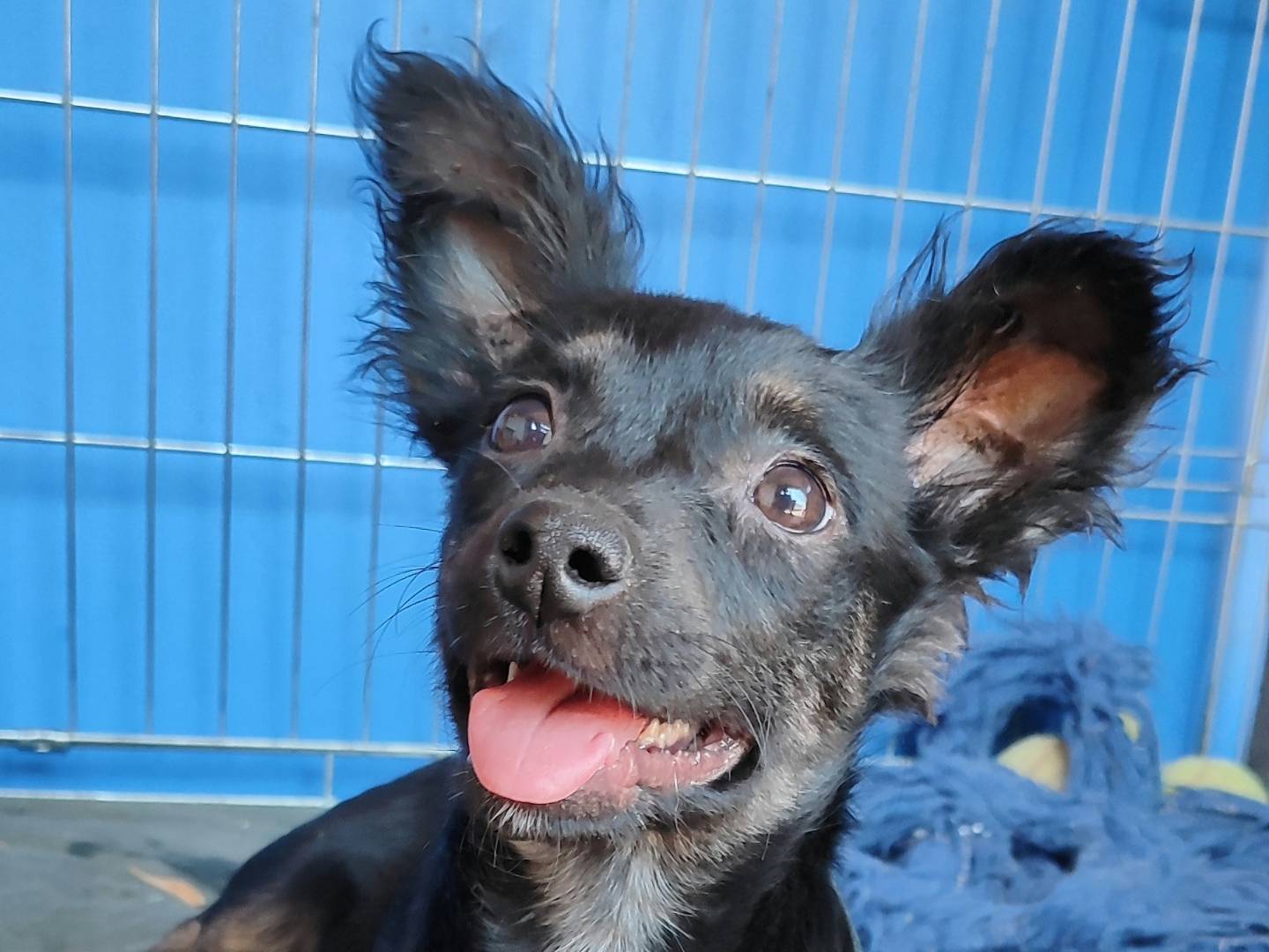 Adotta il cane BRICIOLA a Messina