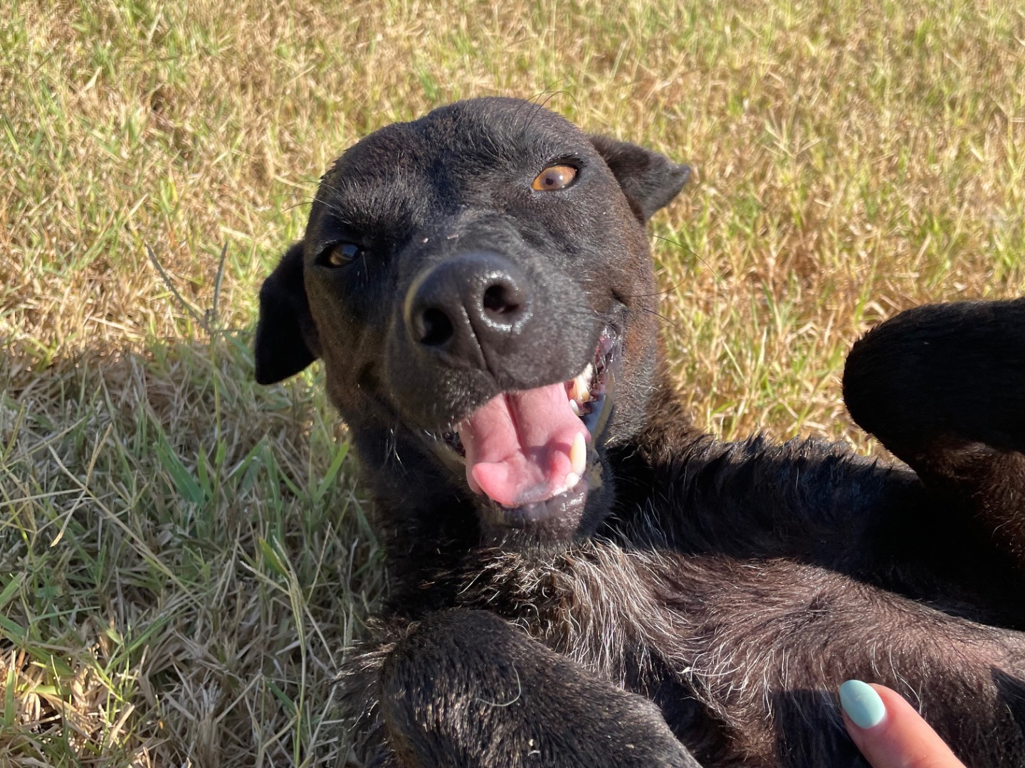 Adozione cane, femmina, Razza sconosciuta Razza sconosciuta, 1 anno e 1 mese, taglia media contenuta, Latina