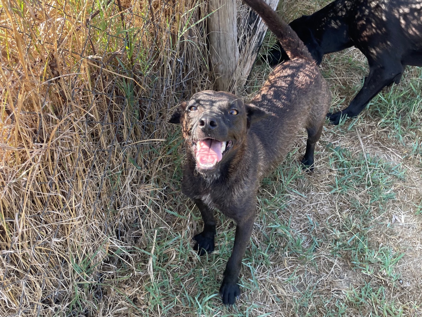 Adotta un cane, femmina, 1 anno e 1 mese, Latina
