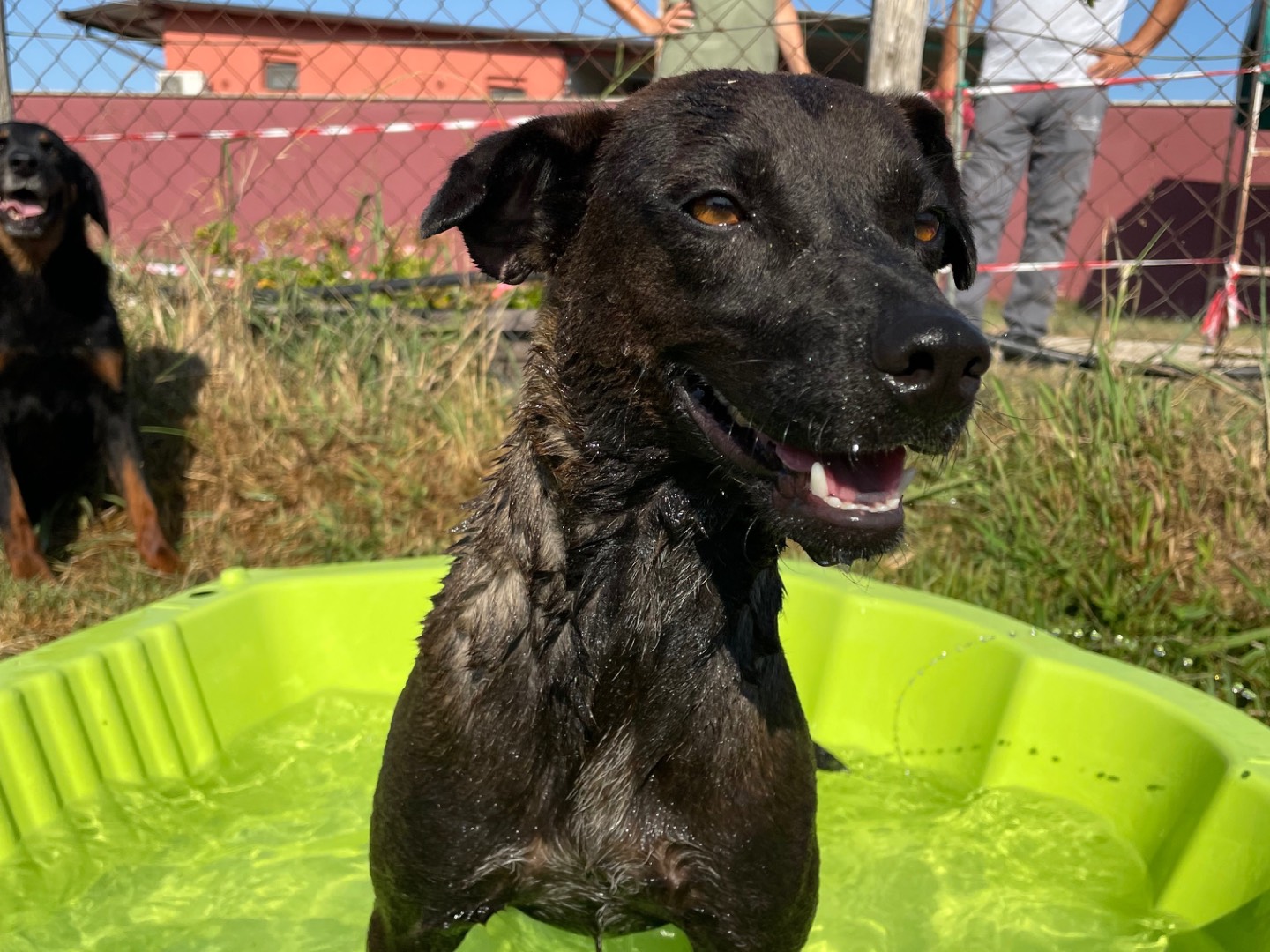 Adotta un cane, taglia media contenuta, femmina, Latina