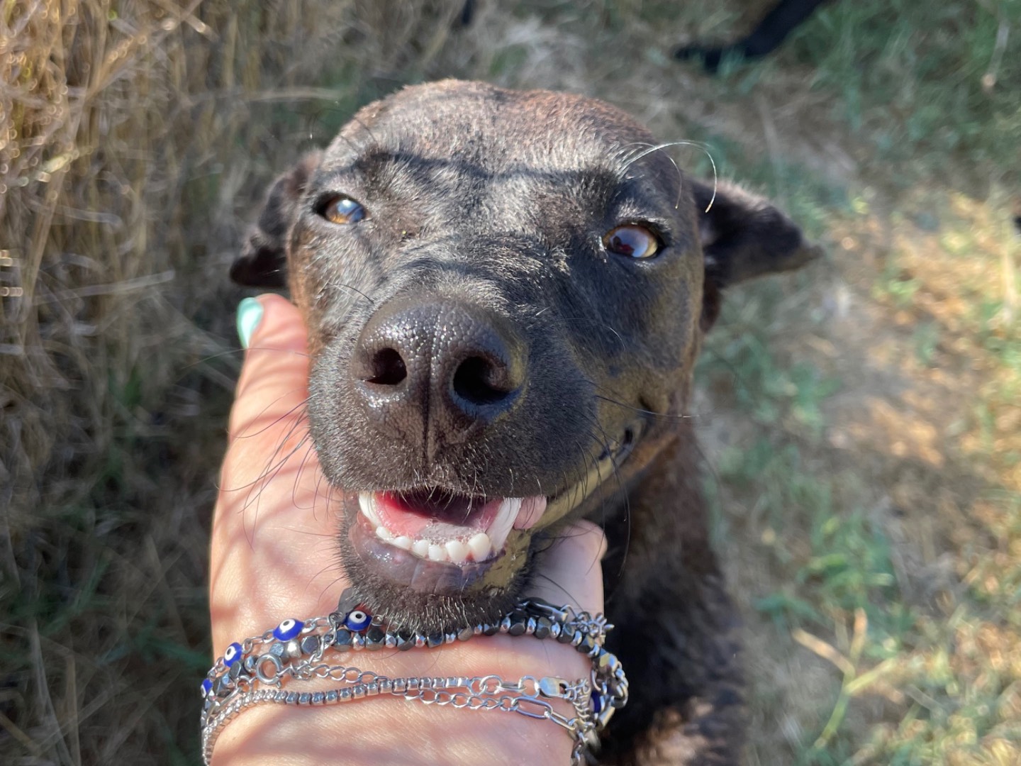 Adotta il cane Henné a Latina