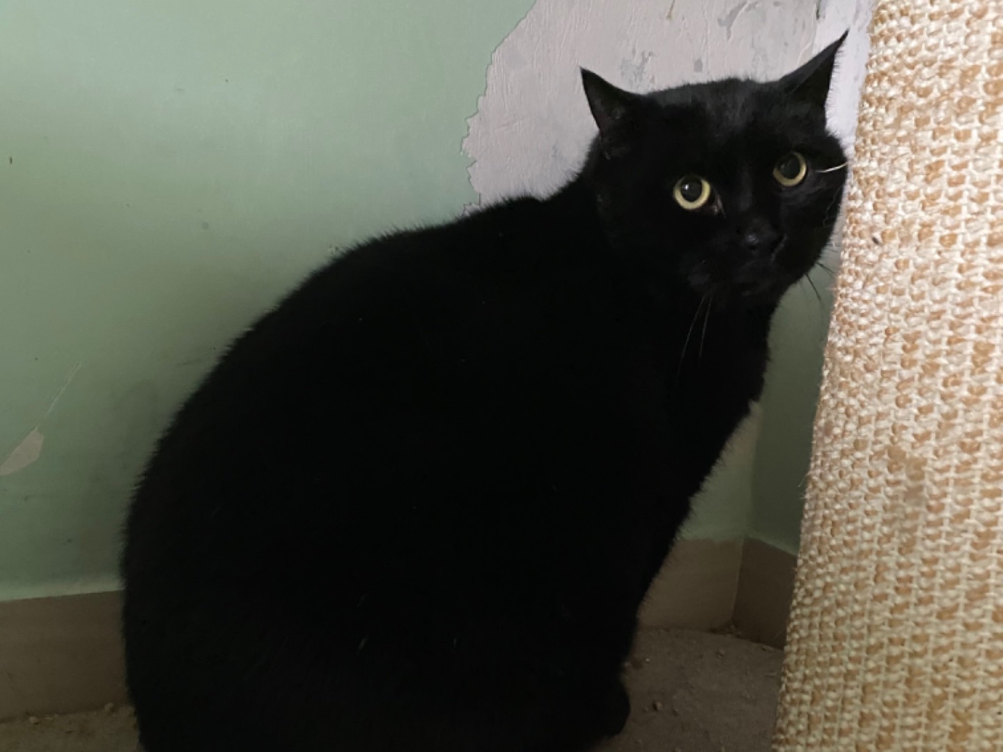 Adozione gatto, maschio, Razza sconosciuta Razza sconosciuta, 3 anni e 6 mesi, taglia non valida, Teramo
