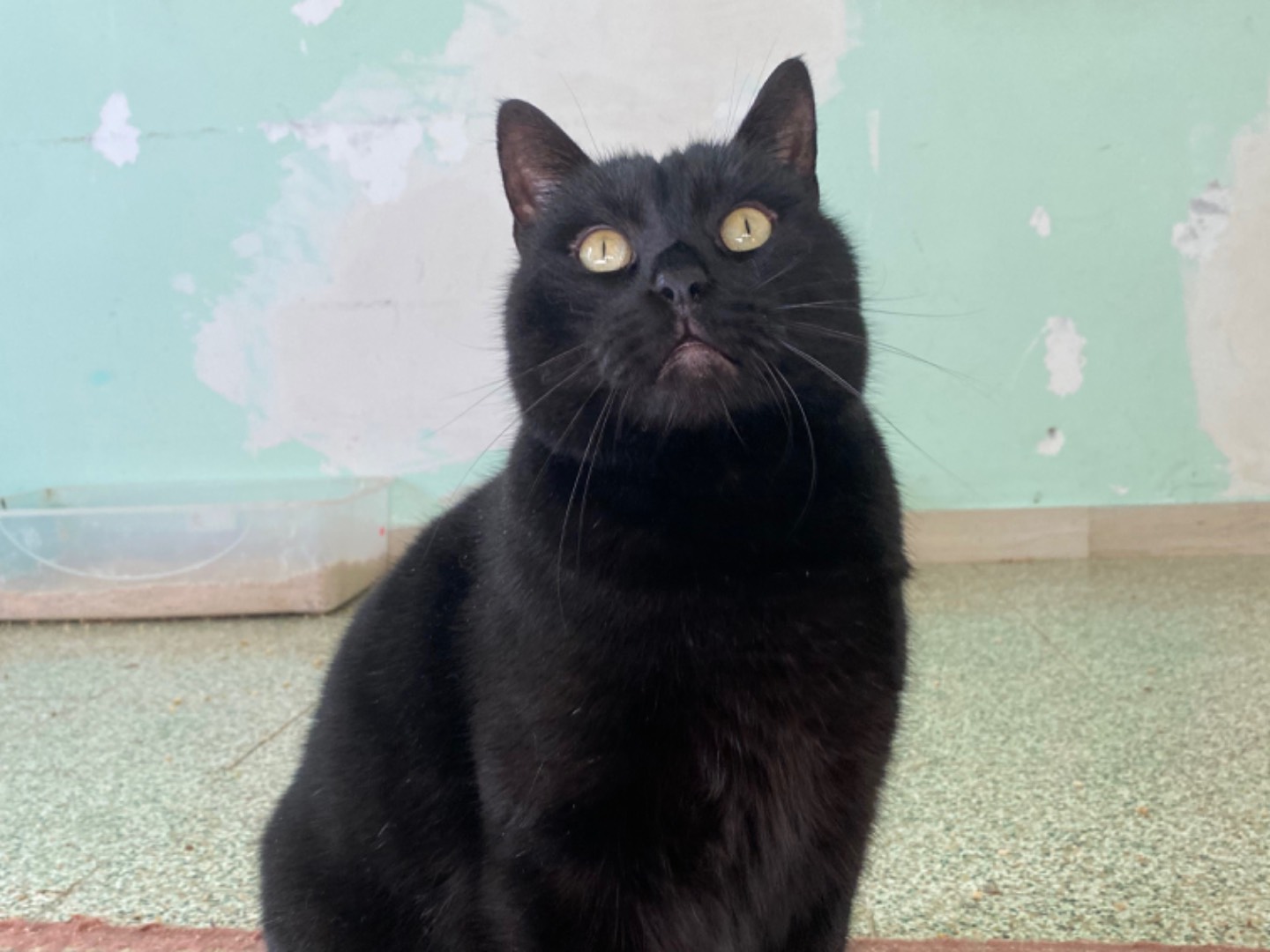 Adotta un gatto, maschio, 3 anni e 6 mesi, Teramo