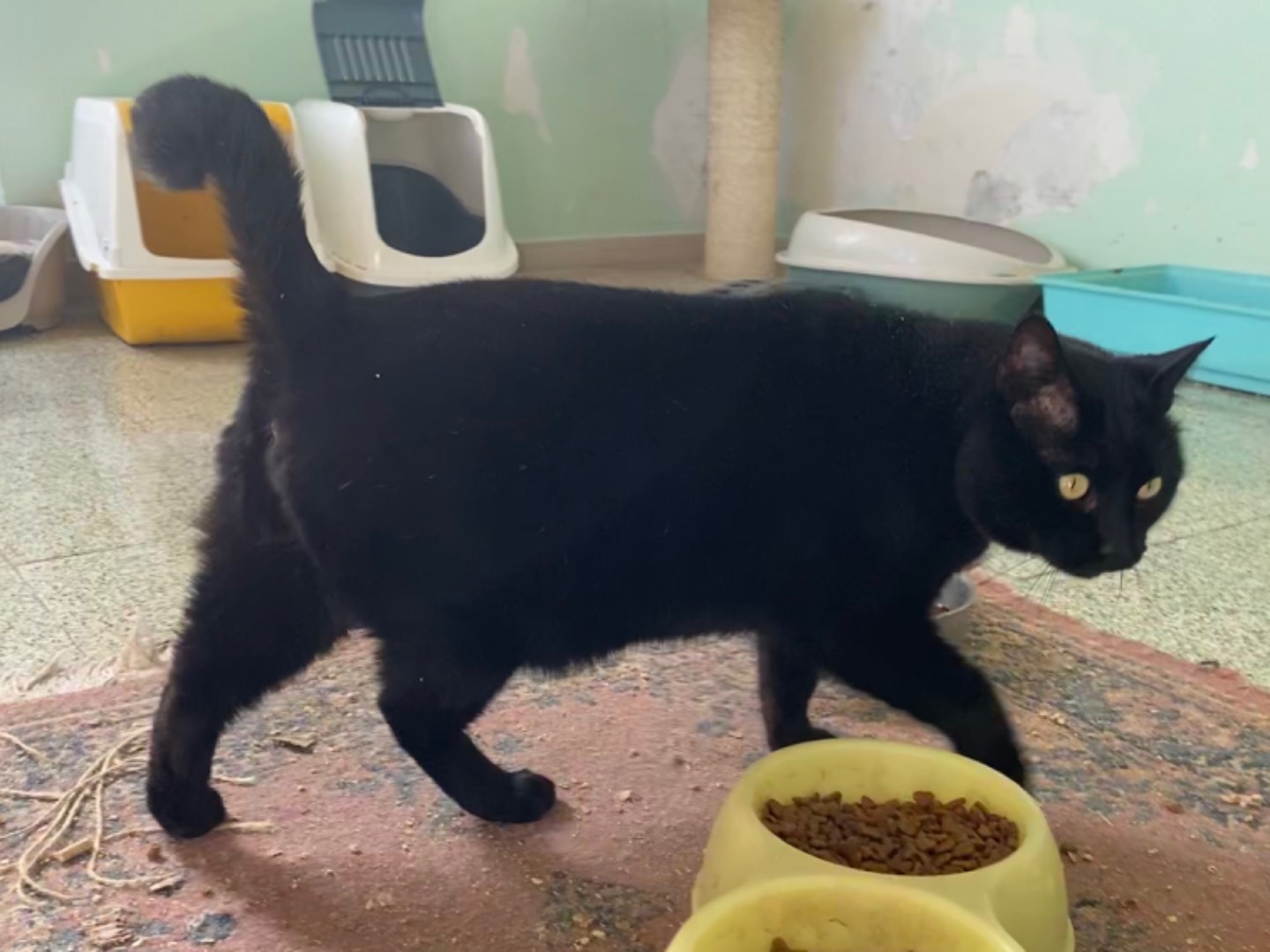 Adotta un gatto, taglia non valida, maschio, Teramo