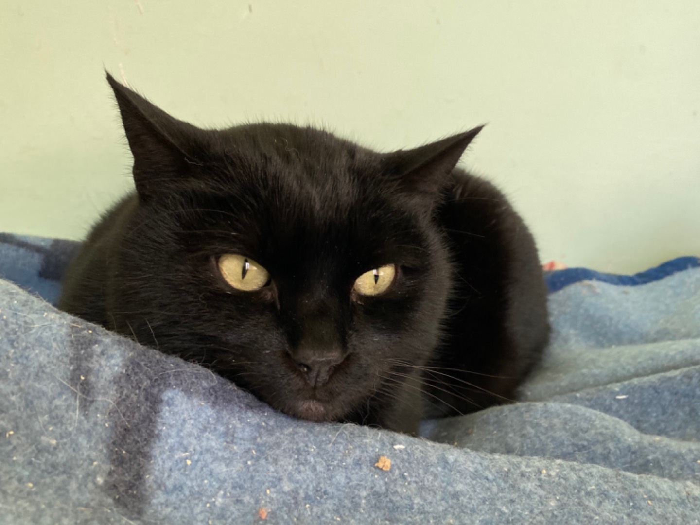Vuoi adottare un gatto a Teramo?