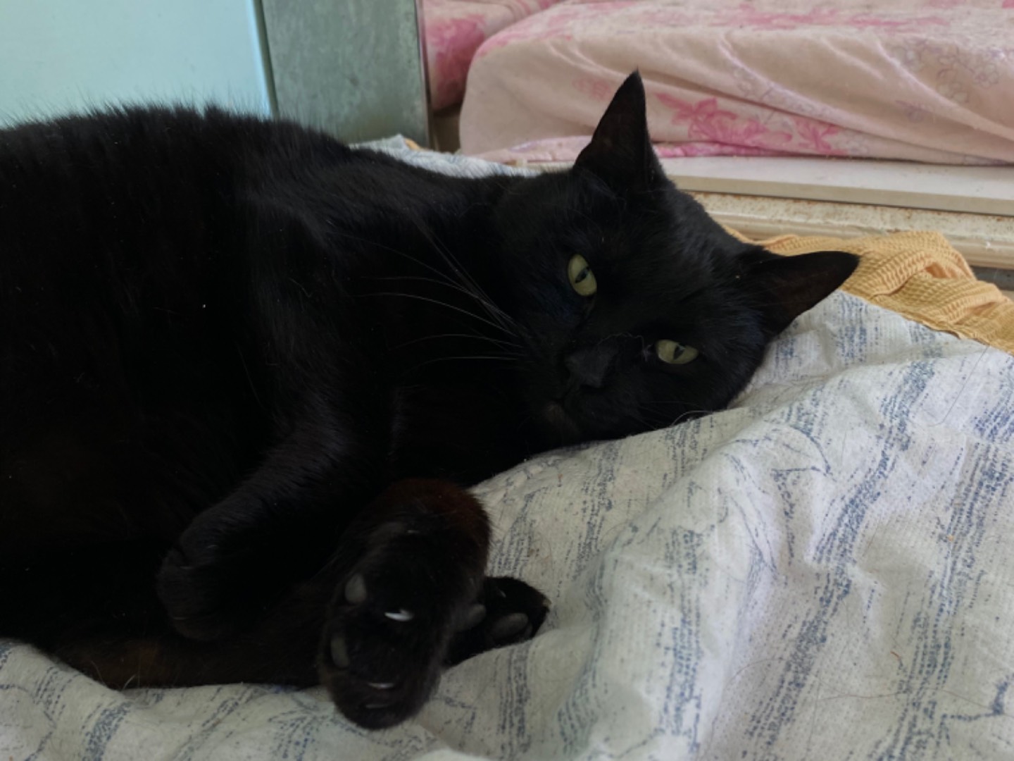 Adotta il gatto Angelo a Teramo