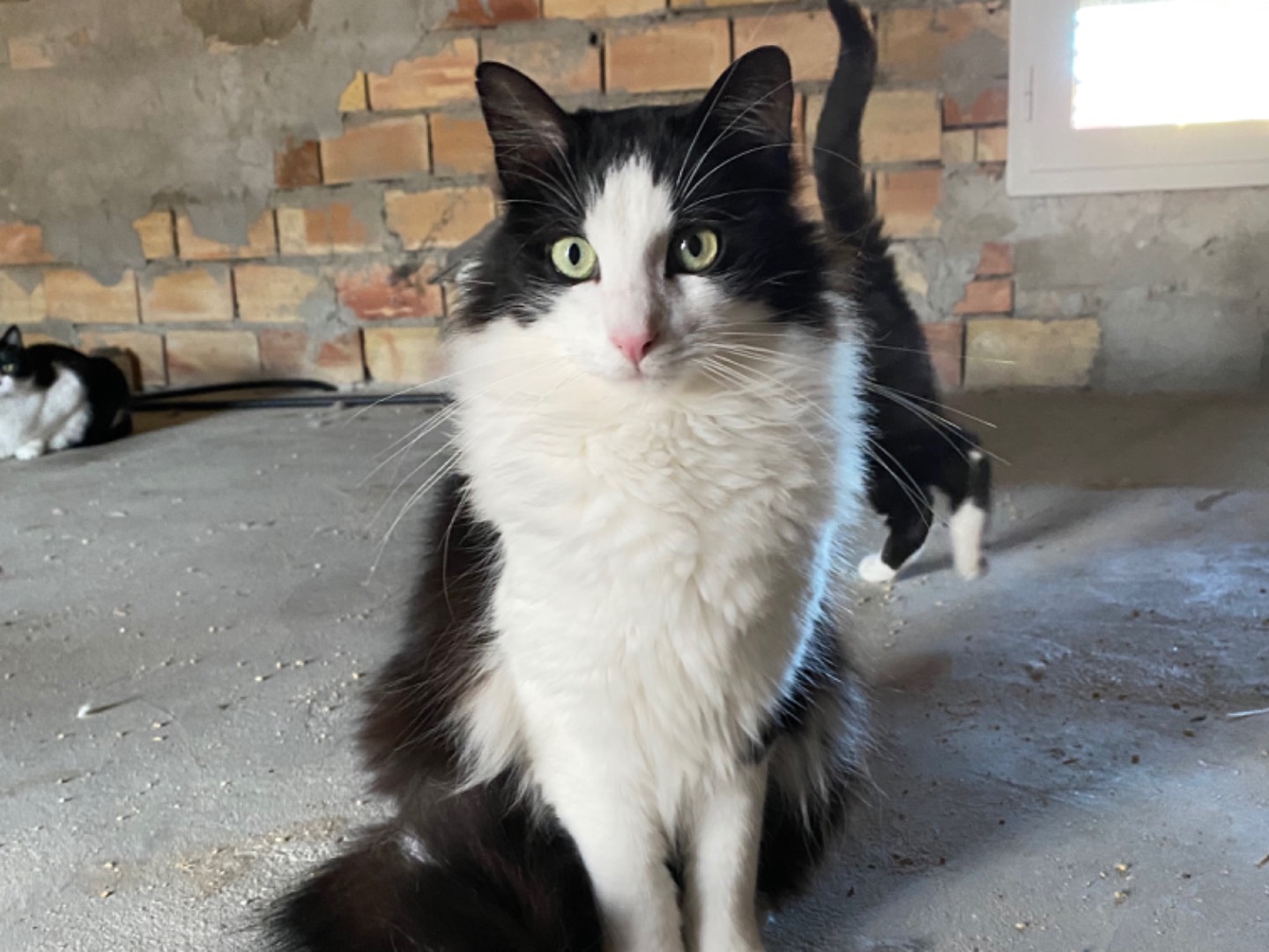 Vuoi adottare un gatto a Teramo?