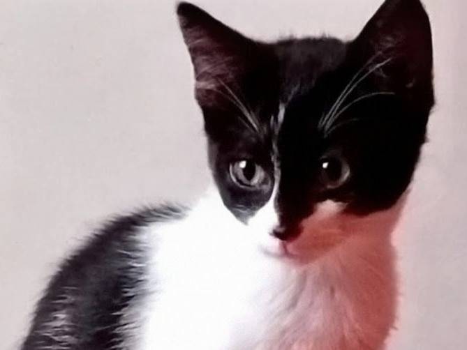 Adozione gatto, femmina, Razza sconosciuta Razza sconosciuta, 3 mesi, taglia non valida, Torino
