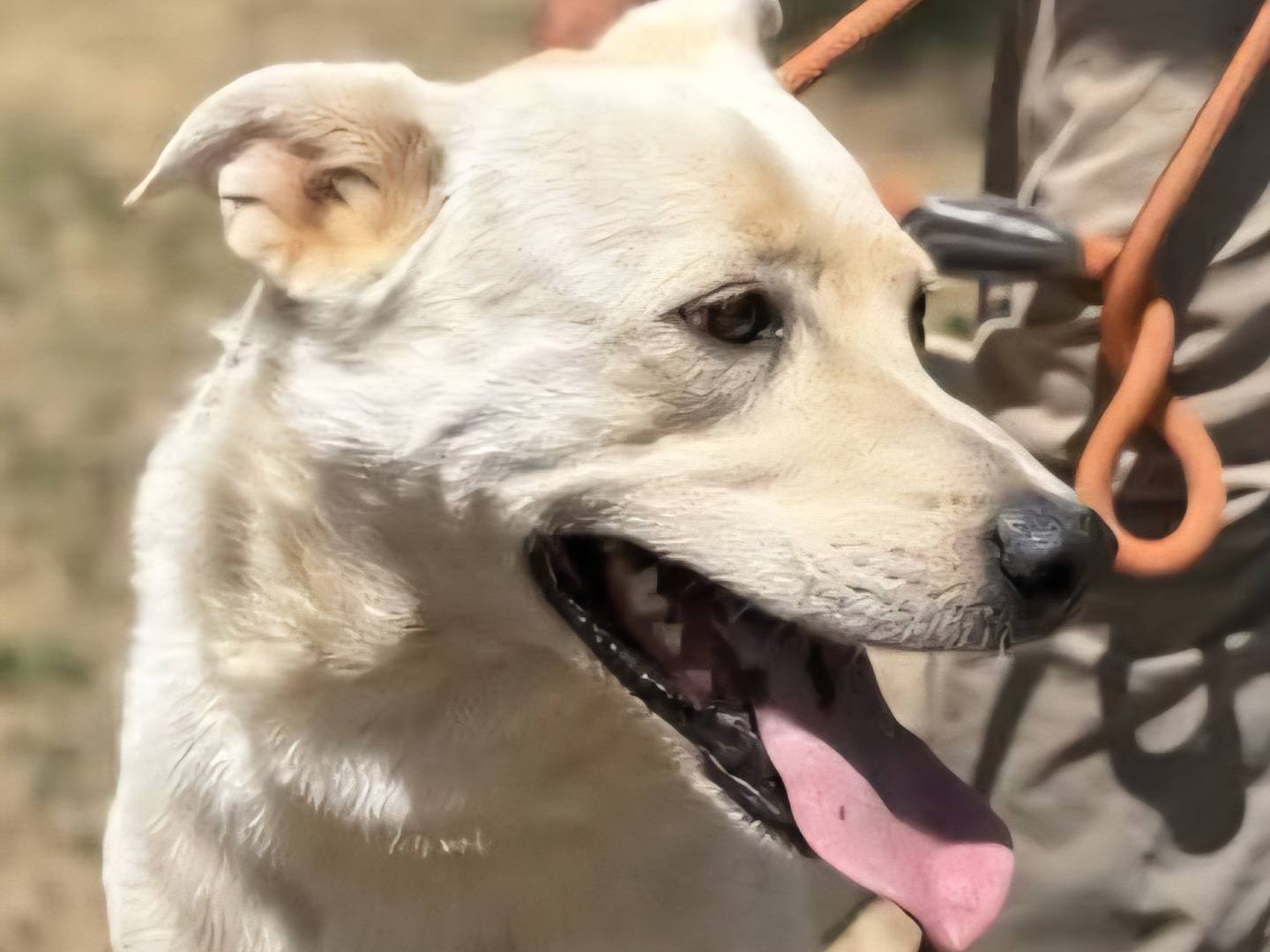 Adozione cane, maschio, Labrador Retriever Razza sconosciuta, 7 anni e 6 mesi, taglia grande, Roma