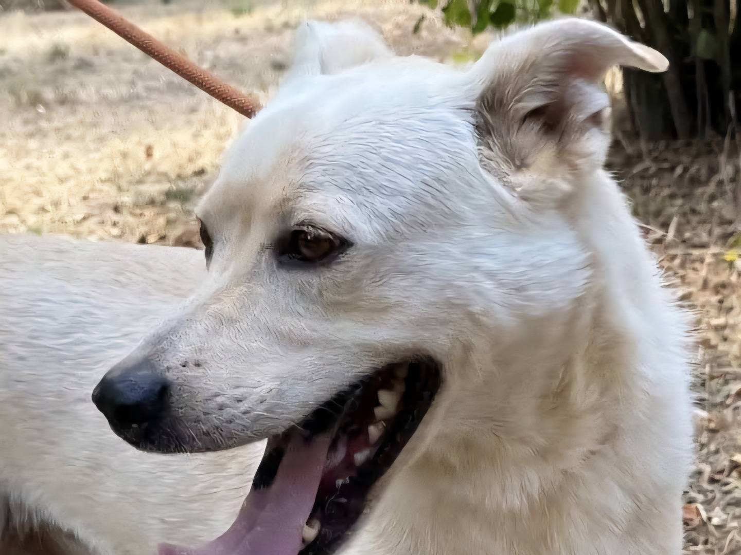Vuoi adottare un cane a Roma?