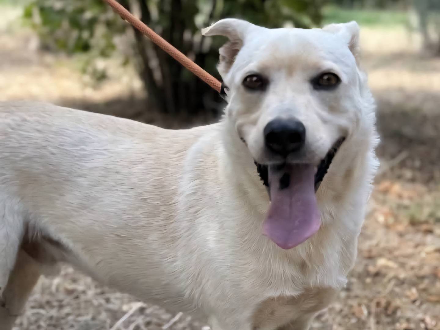 Adotta il cane Aron a Roma