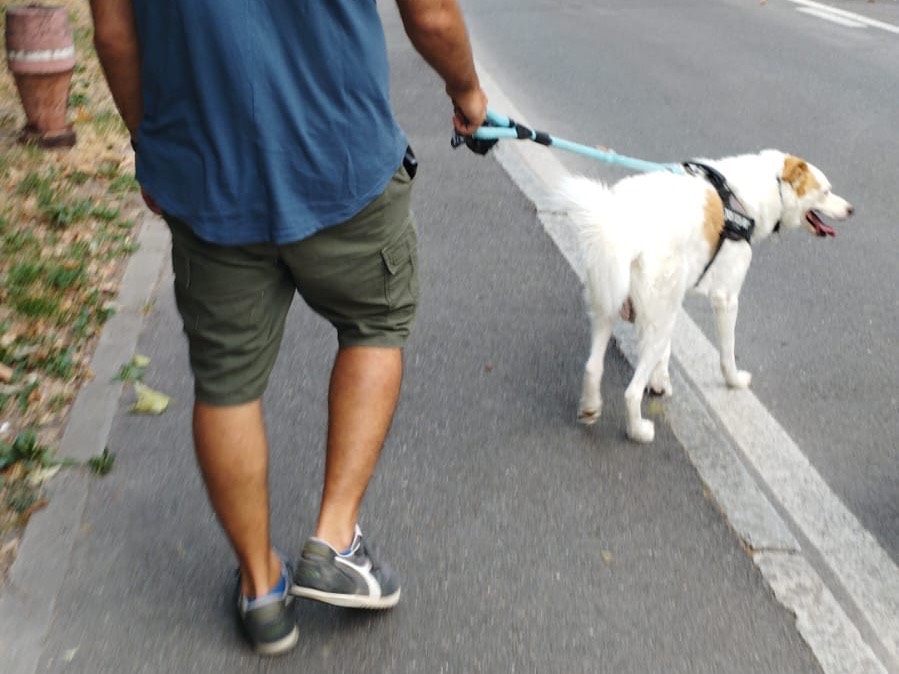 Vuoi adottare un cane a Bergamo?