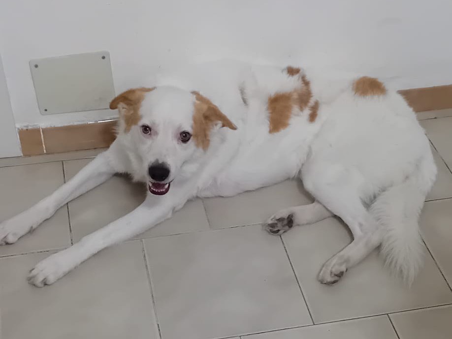 Adotta il cane SIMBA a Bergamo