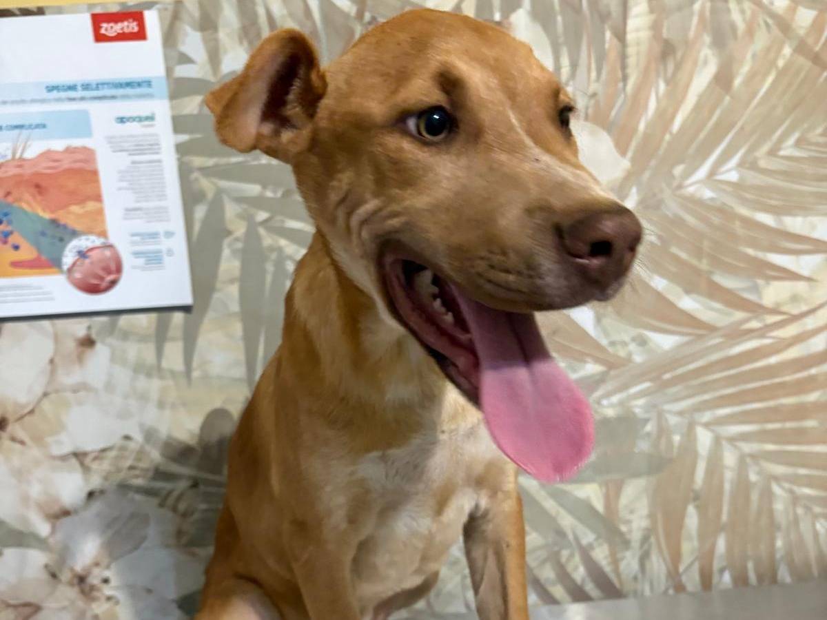 Vuoi adottare un cane a Varese?