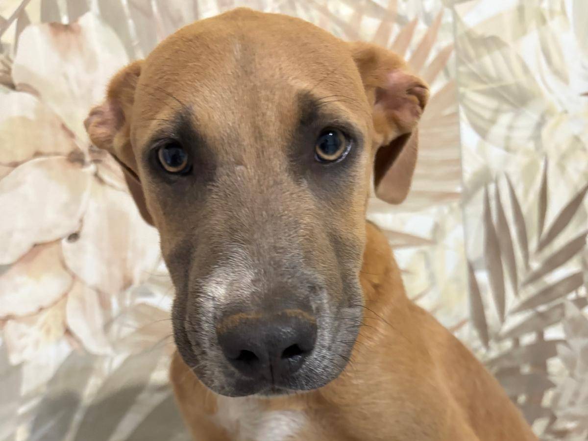 Adozione cane, maschio, Pitbull Pitbull, 3 mesi, taglia media, Brescia