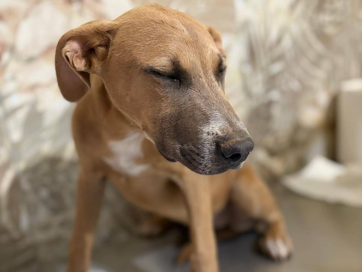 Adotta un cane, taglia media, maschio, Brescia