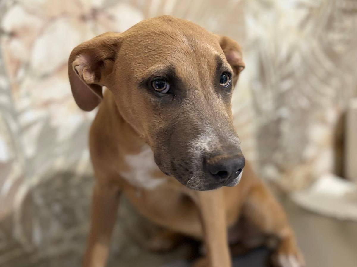 Vuoi adottare un cane a Brescia?