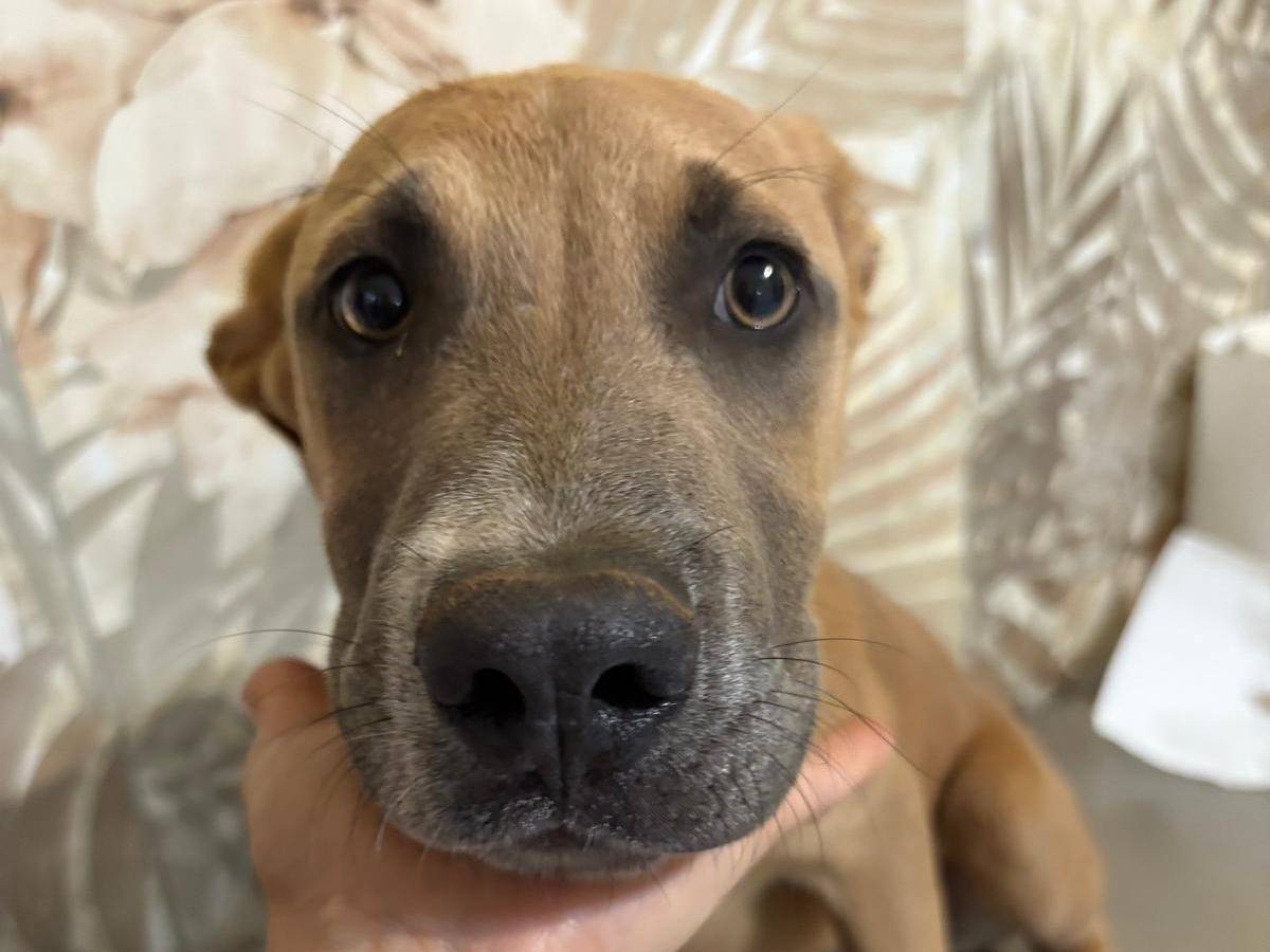 Adotta il cane Ray a Brescia