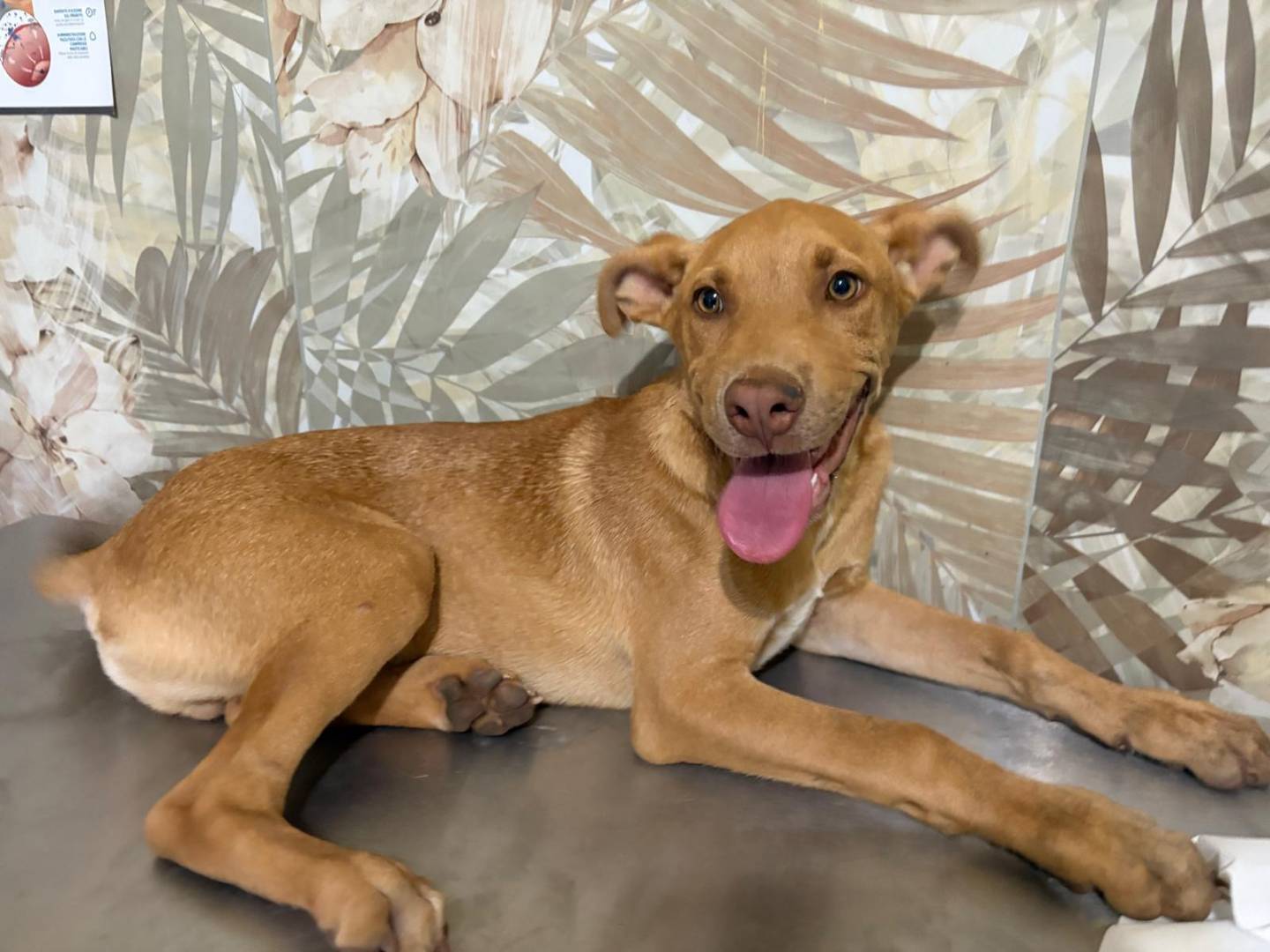 Adozione cane, maschio, Pitbull Razza sconosciuta, 3 mesi, taglia media, Bergamo