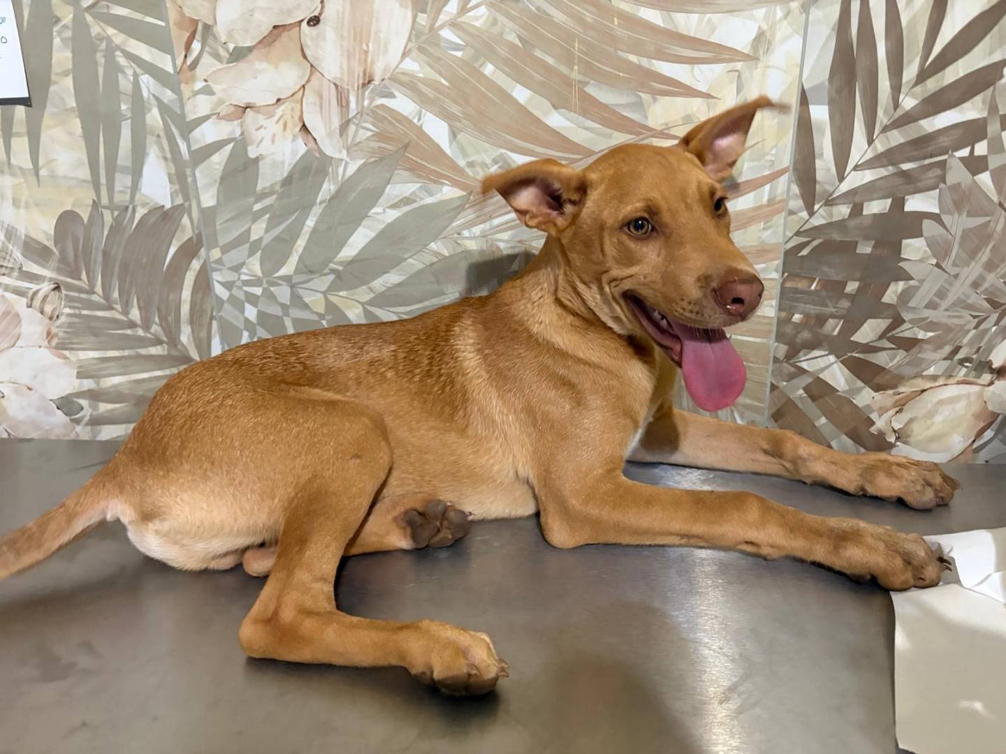Adotta un cane, maschio, 3 mesi, Bergamo