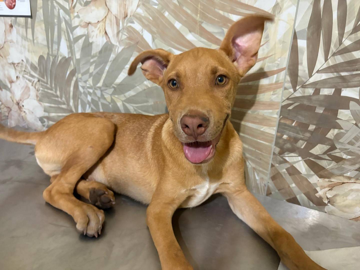 Adotta un cane, taglia media, maschio, Bergamo