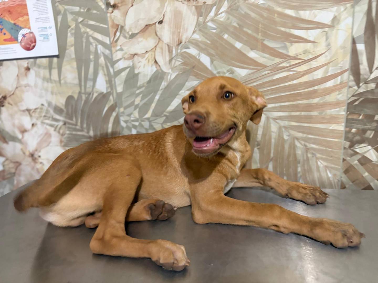 Vuoi adottare un cane a Bergamo?