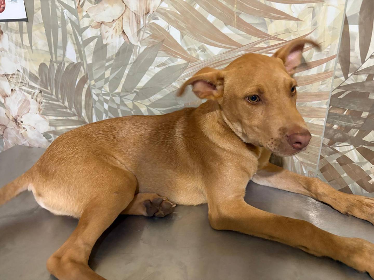 Adotta il cane Isaac a Bergamo