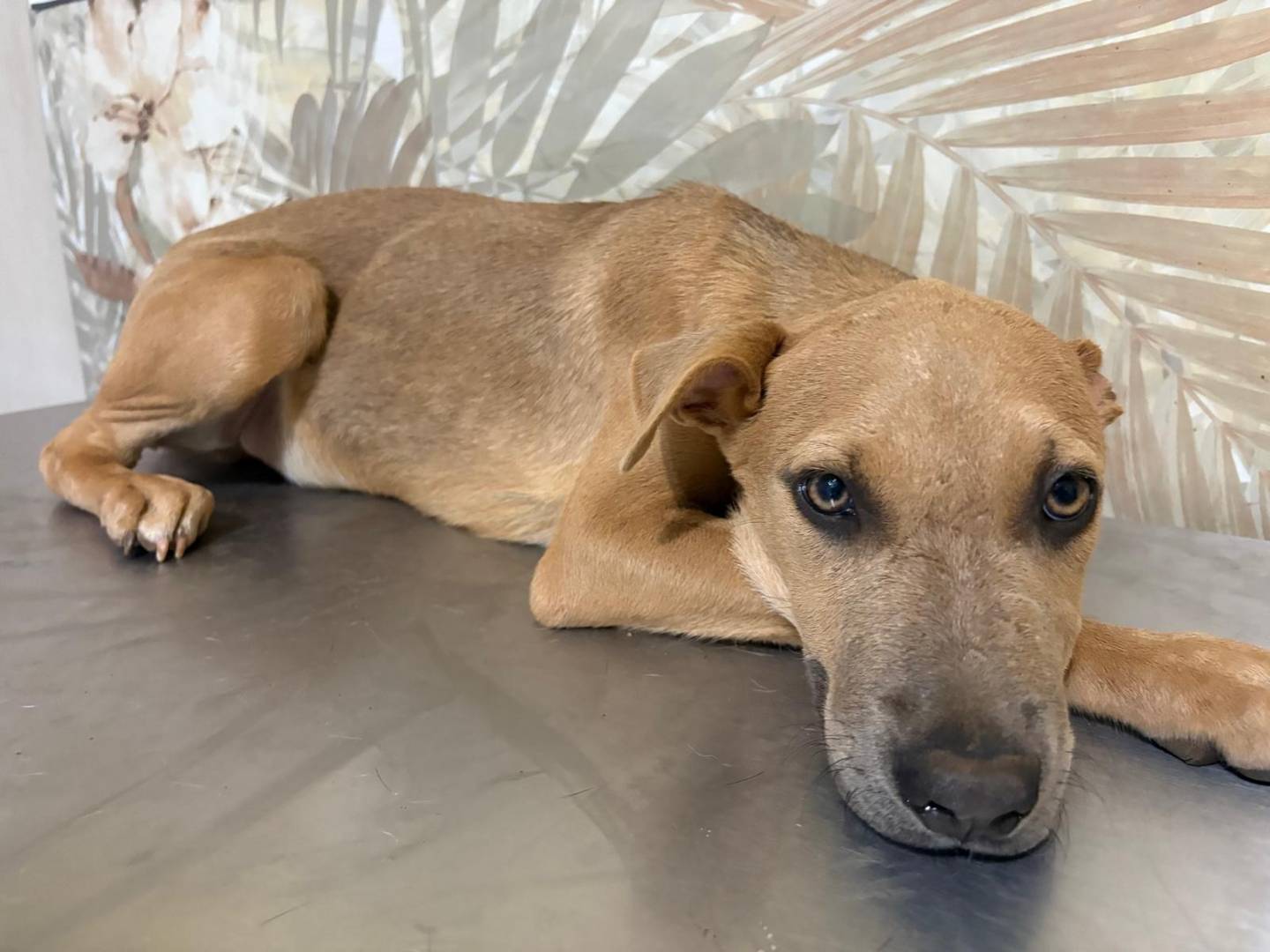 Adozione cane, maschio, Razza sconosciuta Razza sconosciuta, 3 mesi, taglia media, Bologna