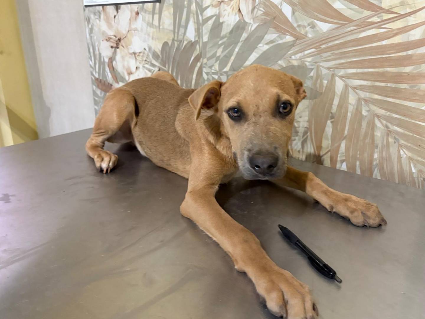 Adotta un cane, maschio, 3 mesi, Bologna