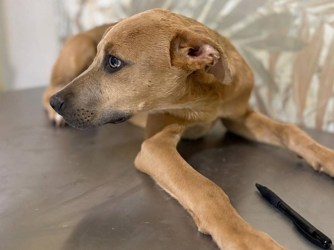 Adotta un cane, taglia media, maschio, Bologna