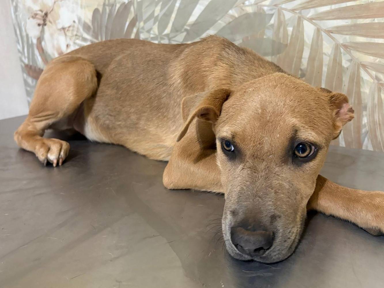 Vuoi adottare un cane a Bologna?