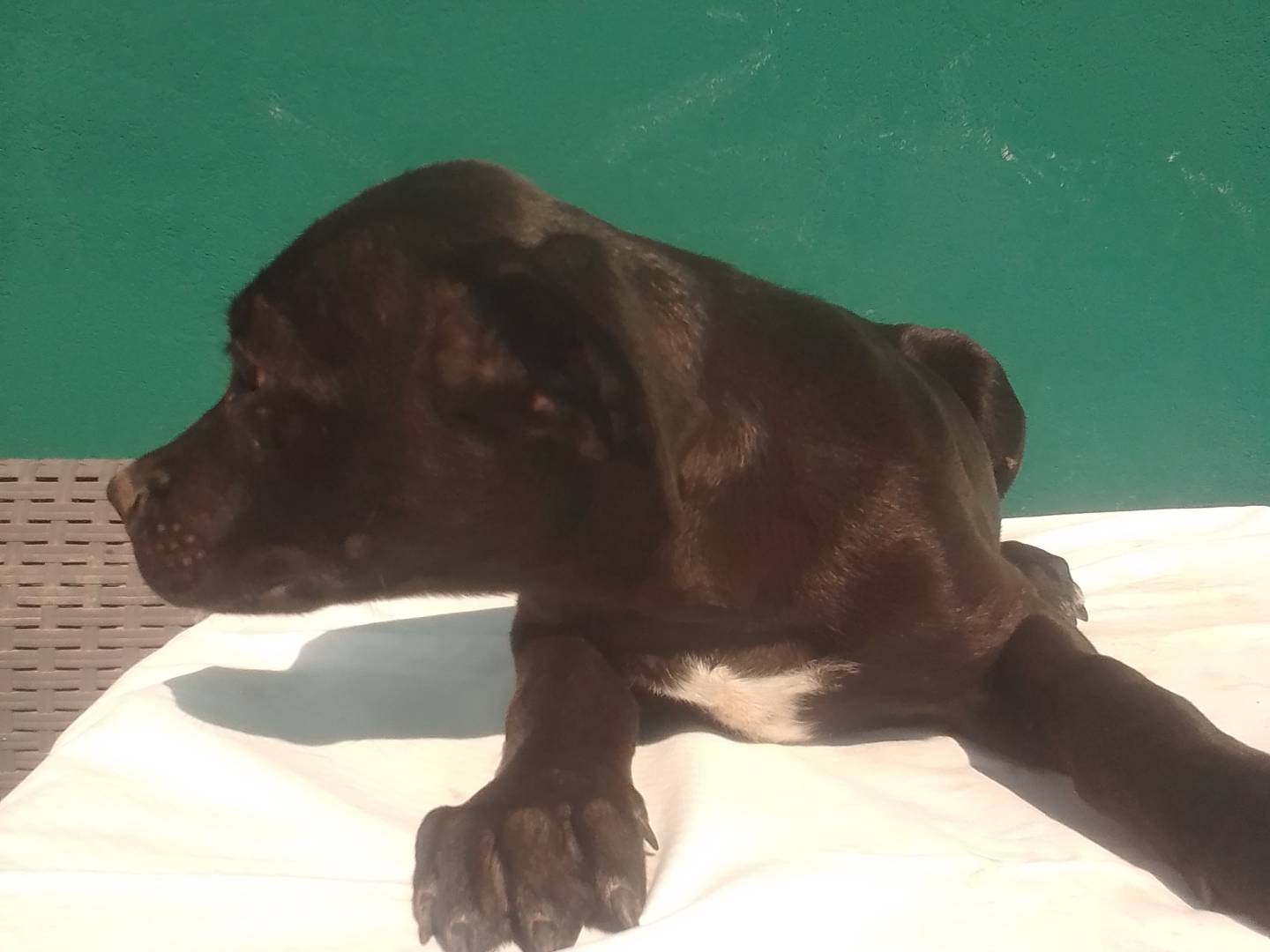 Vuoi adottare un cane a Padova?